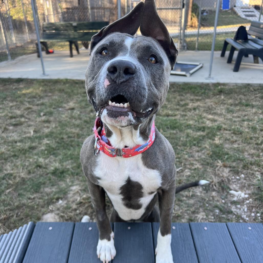 Enlarge Hondo, a Adoptable Pit Bull Terrier in Spring, TX image 2/6