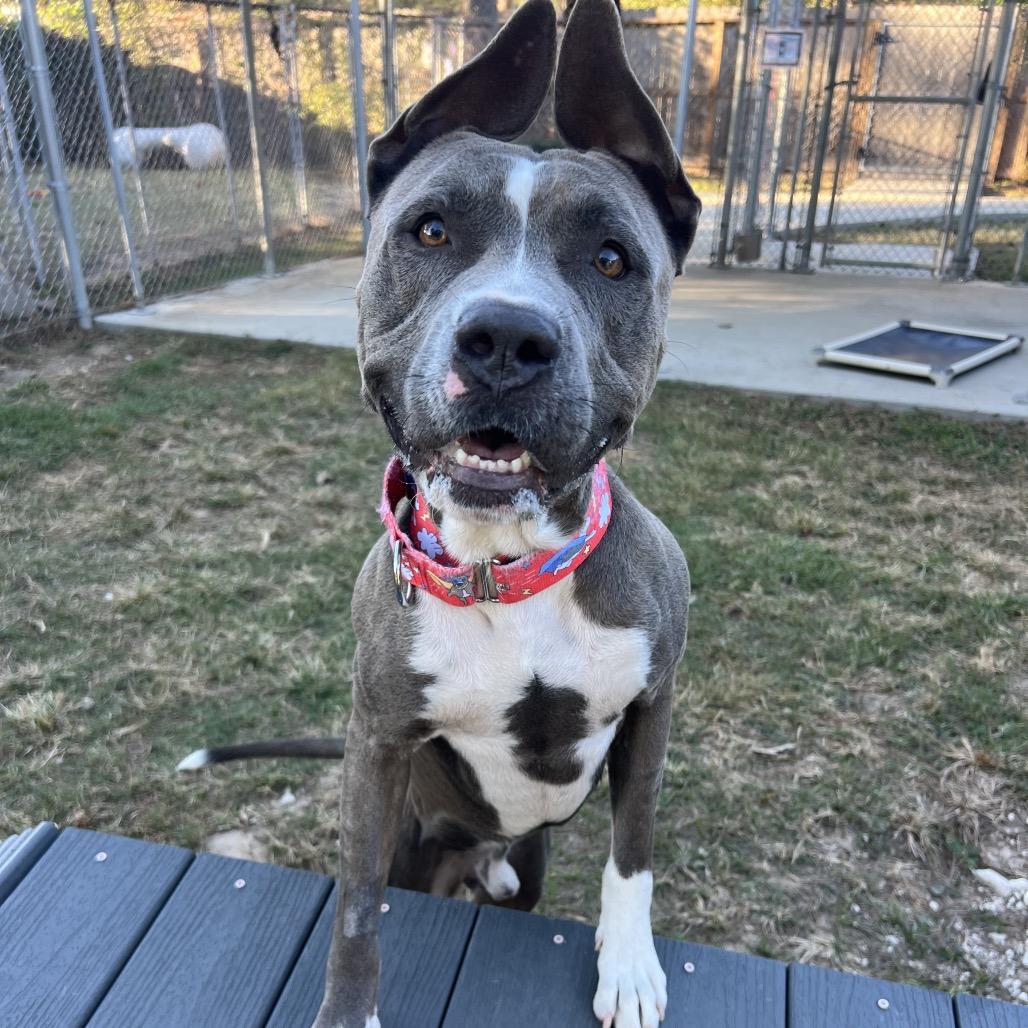 Hondo, Adoptable, Young Male Pit Bull Terrier.