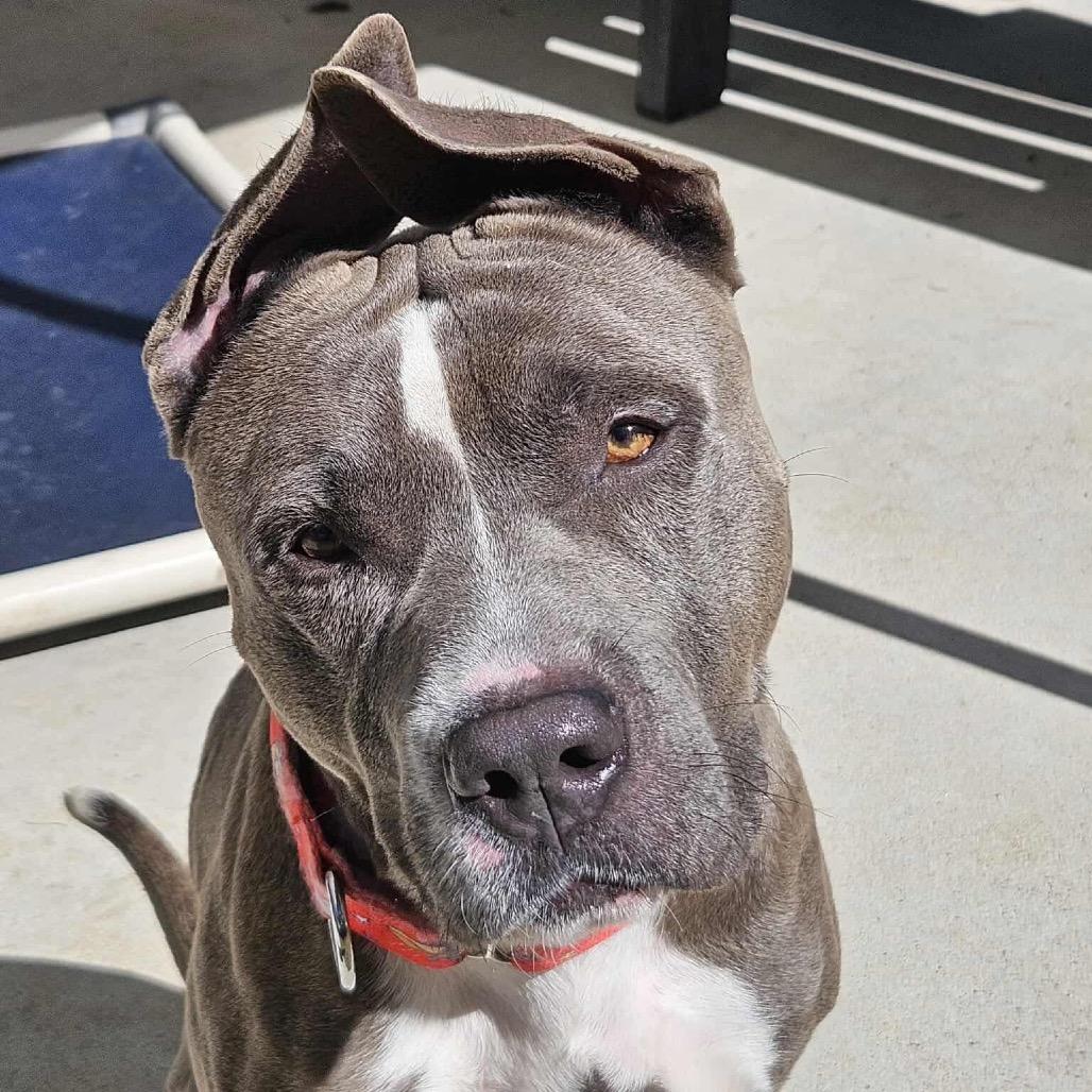 Enlarge Hondo, a Adoptable Pit Bull Terrier in Spring, TX image 6/6