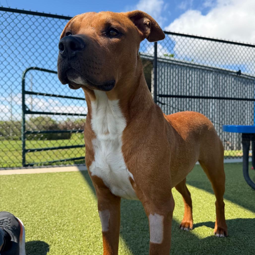 Benson, Adoptable, Adult Male Pit Bull Terrier.