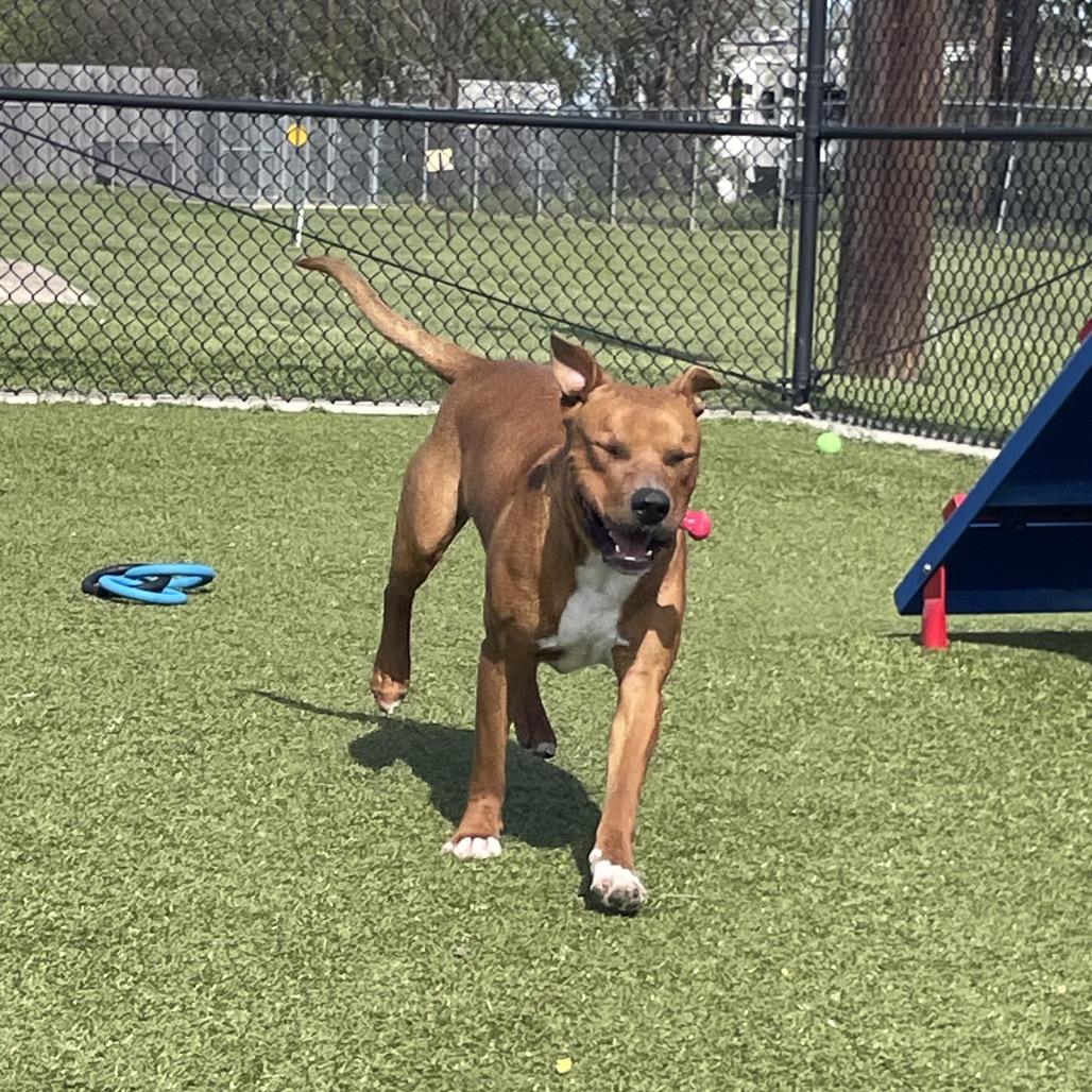Benson, Adoptable, Adult Male Pit Bull Terrier.