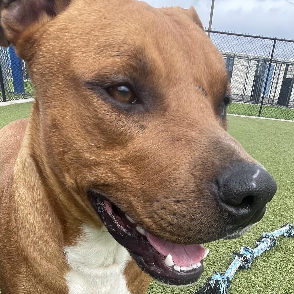 Benson, a Adoptable Pit Bull Terrier in Bryan, TX image 2/6