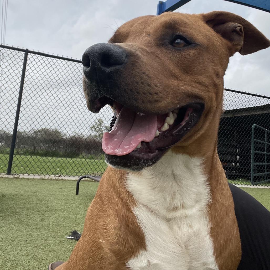 Benson, a Adoptable Pit Bull Terrier in Bryan, TX image 3/6
