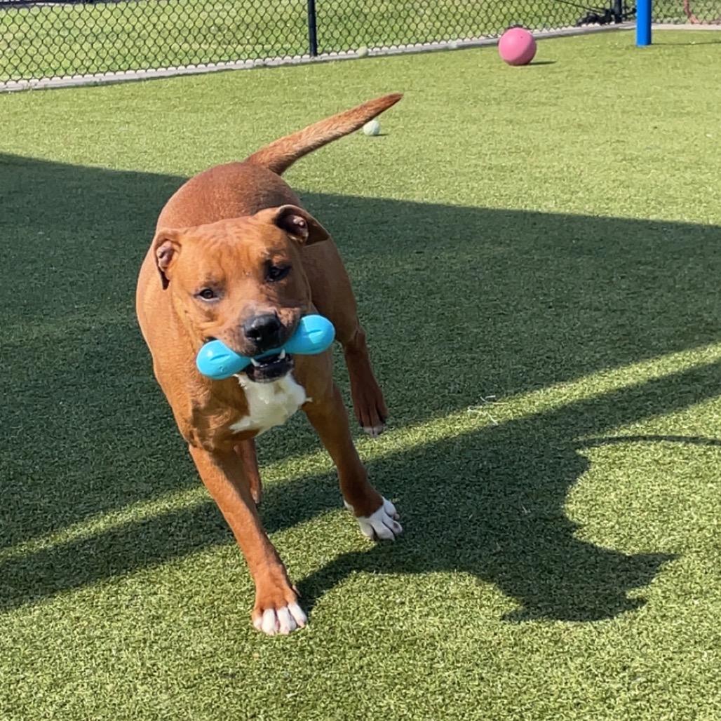 Benson, a Adoptable Pit Bull Terrier in Bryan, TX image 4/6