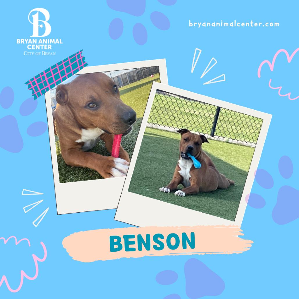 Benson, a Adoptable Pit Bull Terrier in Bryan, TX image 5/6