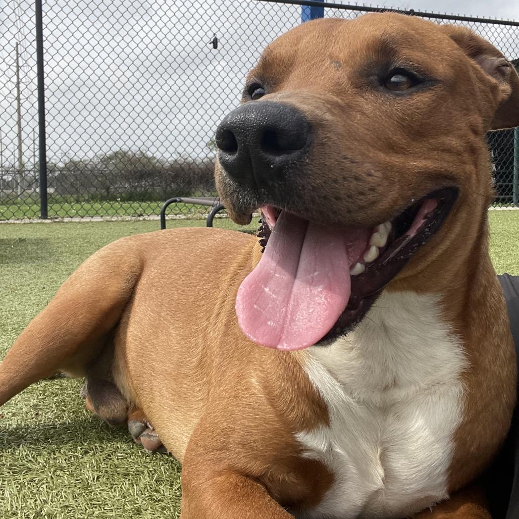 Benson, a Adoptable Pit Bull Terrier in Bryan, TX image 6/6