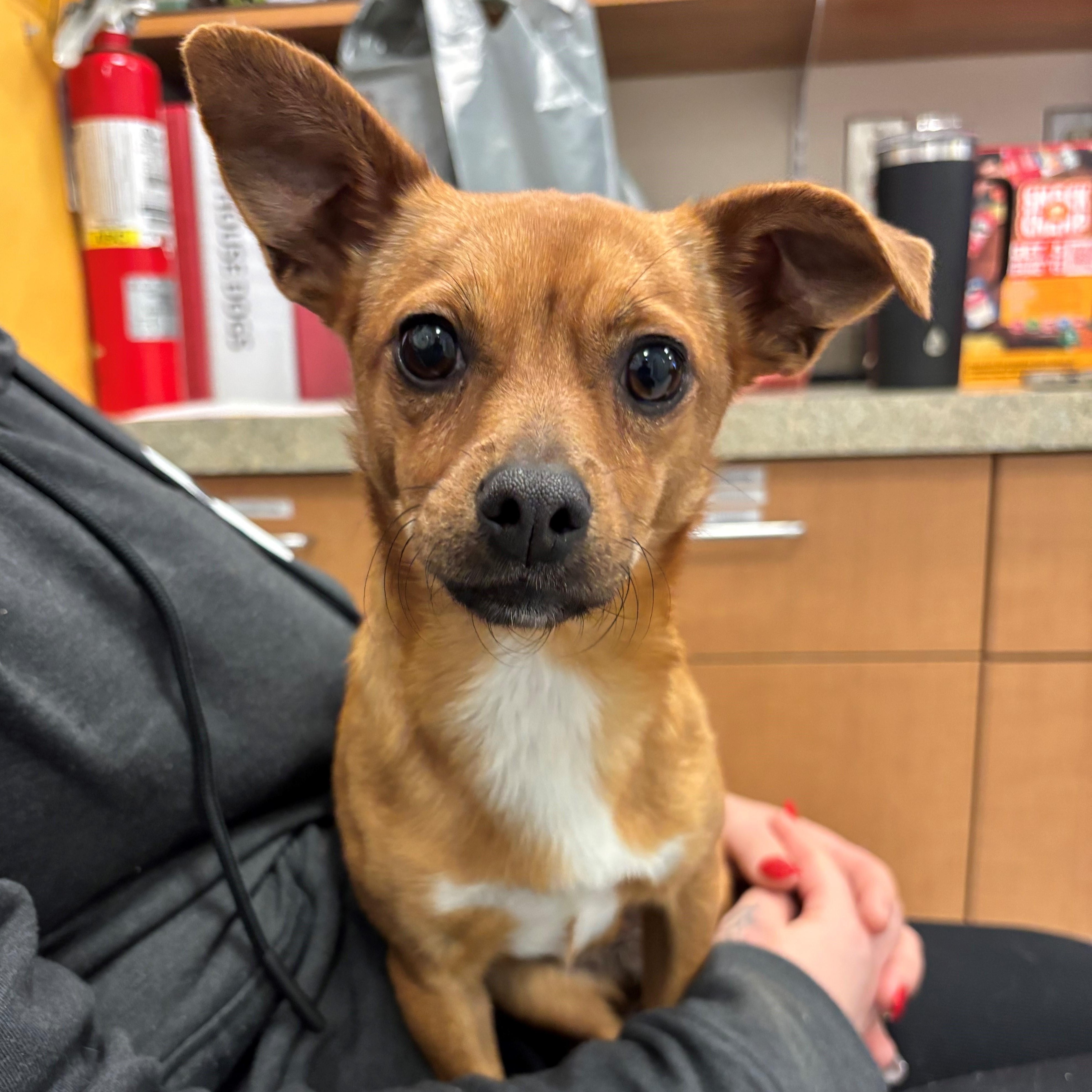 Kiwi, ADOPTABLE, Adult Female Chihuahua.