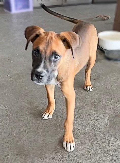Enlarge **RINGO**, a Adopted Boxer in North Prairie, WI image 1/3