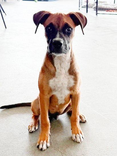Enlarge **RINGO**, a Adopted Boxer in North Prairie, WI image 2/3