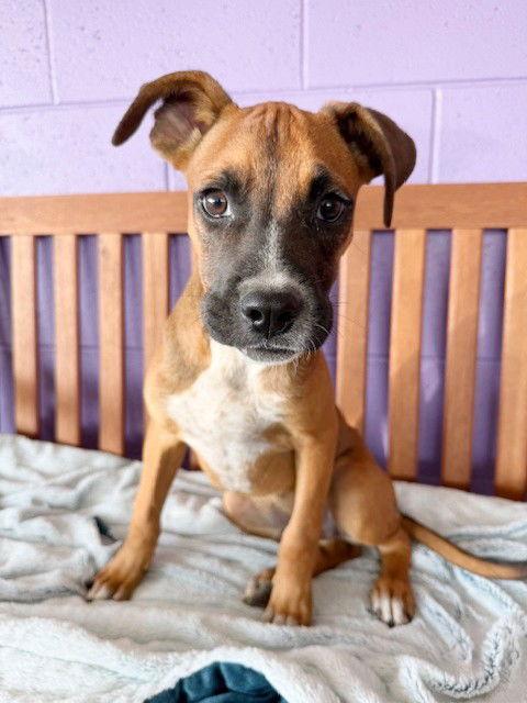 Enlarge **RINGO**, a Adopted Boxer in North Prairie, WI image 3/3