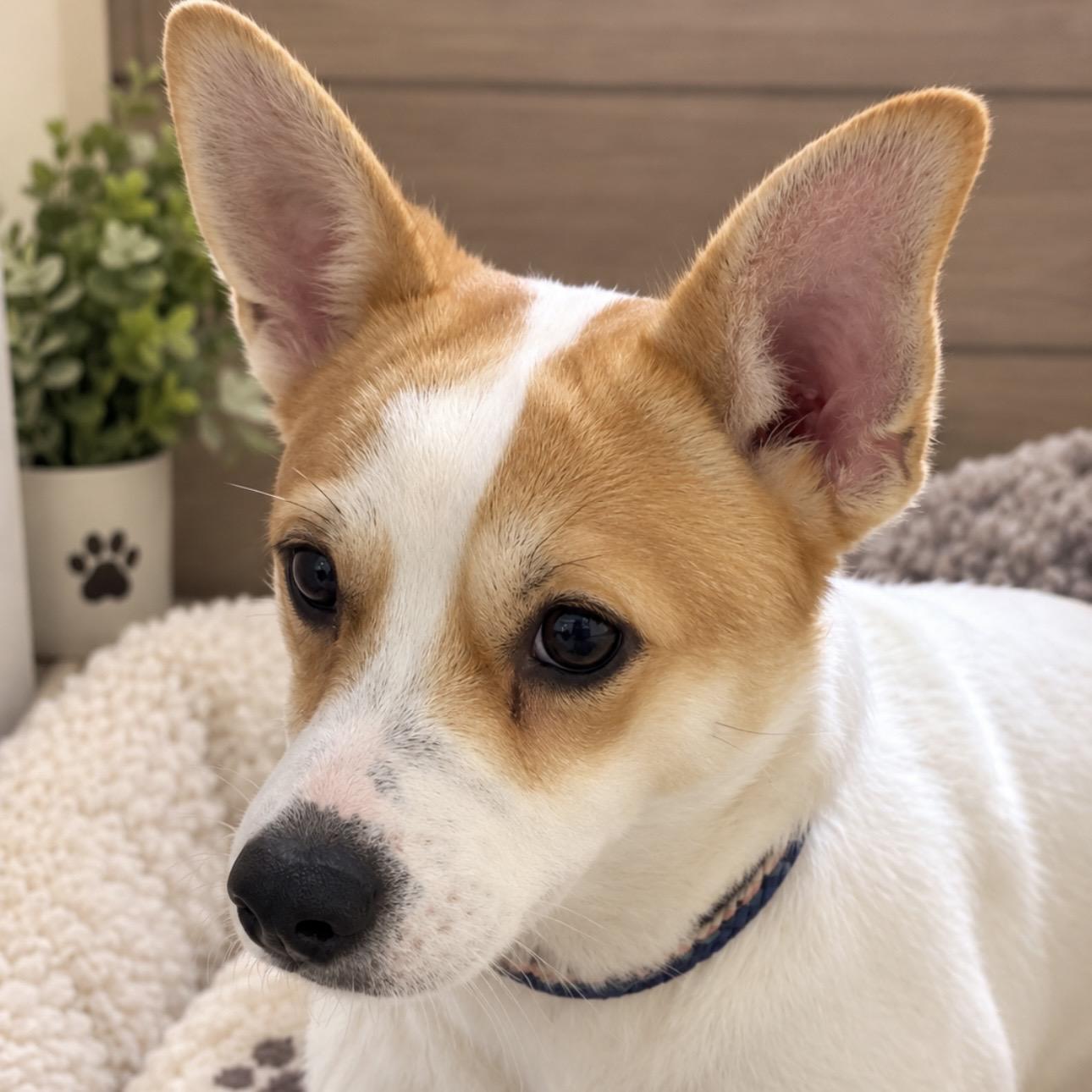 Enlarge Tate, a Adopted mixed breed in Pilot Point, TX image 1/1
