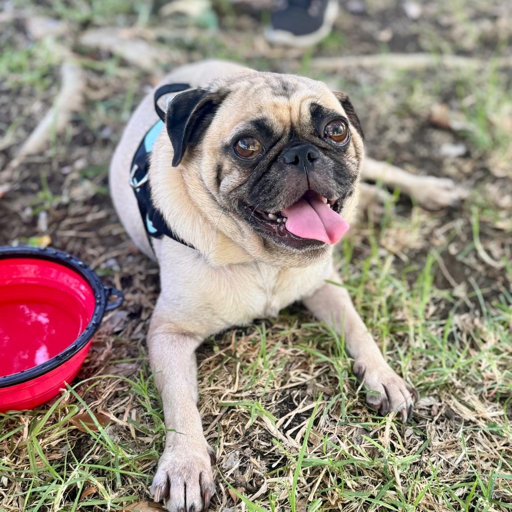 Bob - City of Industry Location, Adoptable, Adult Male Pug.