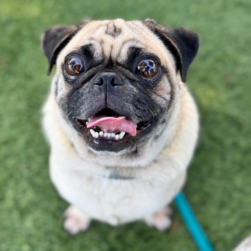 Enlarge Bob - City of Industry Location, a Adoptable Pug in Chino Hills, CA image 2/3