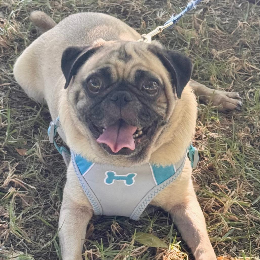 Enlarge Bob - City of Industry Location, a Adoptable Pug in Chino Hills, CA image 3/3