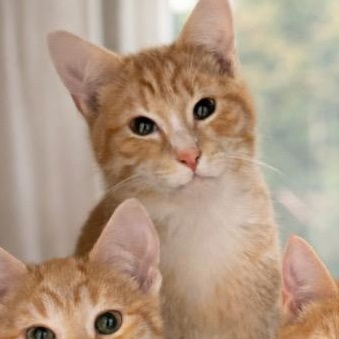 Enlarge Mason, a Adoptable mixed breed in Andover, MN image 2/2