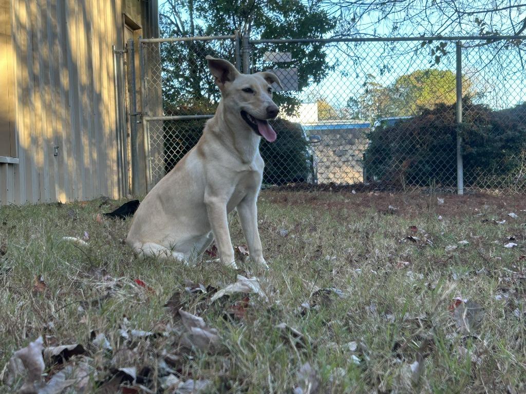 Enlarge Harmony, a Adoptable mixed breed in Nacogdoches, TX image 1/4