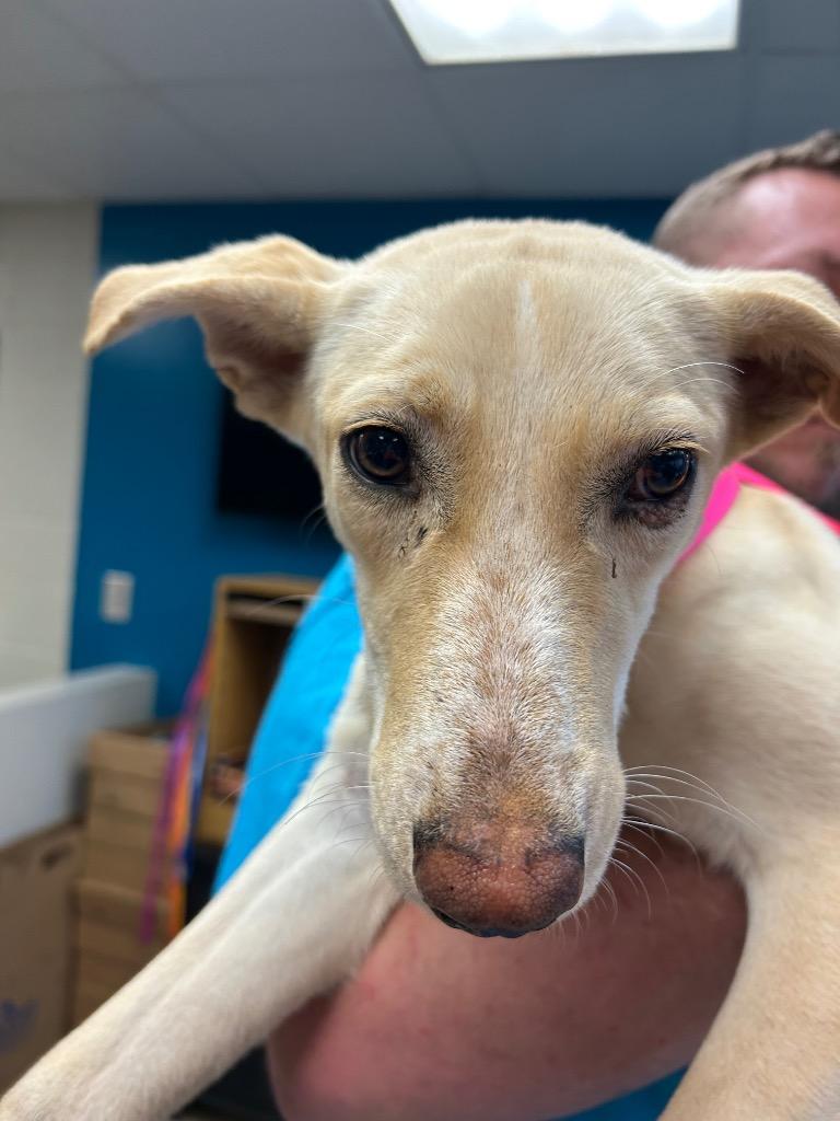 Enlarge Harmony, a Adoptable mixed breed in Nacogdoches, TX image 2/4