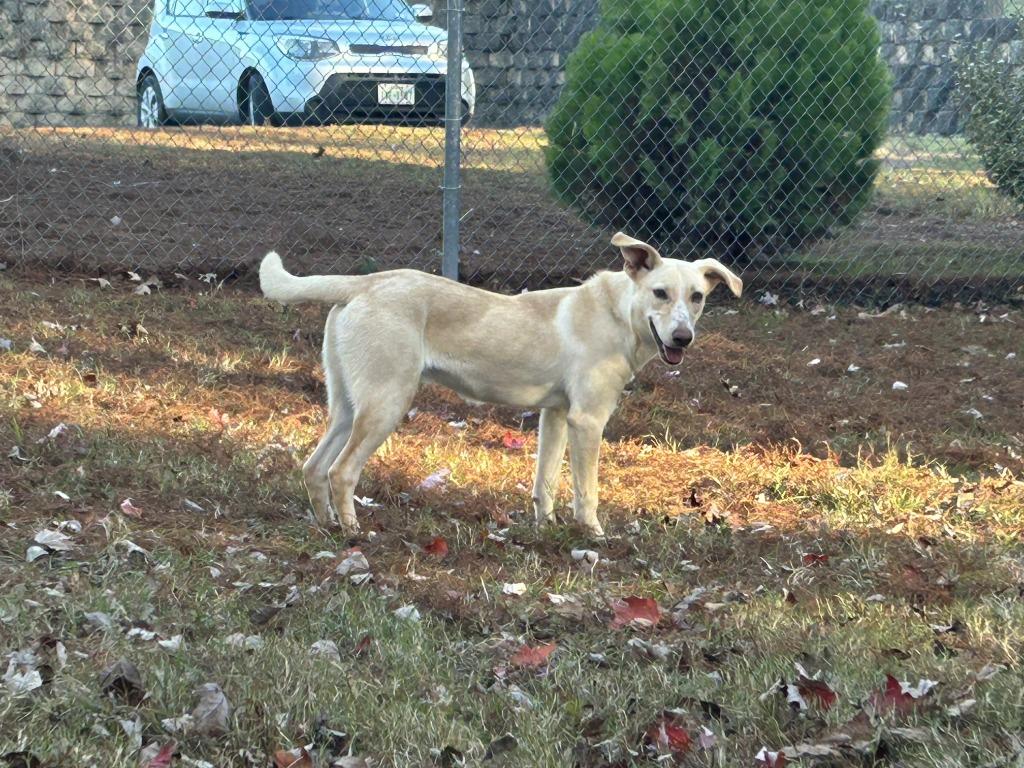 Enlarge Harmony, a Adoptable mixed breed in Nacogdoches, TX image 3/4