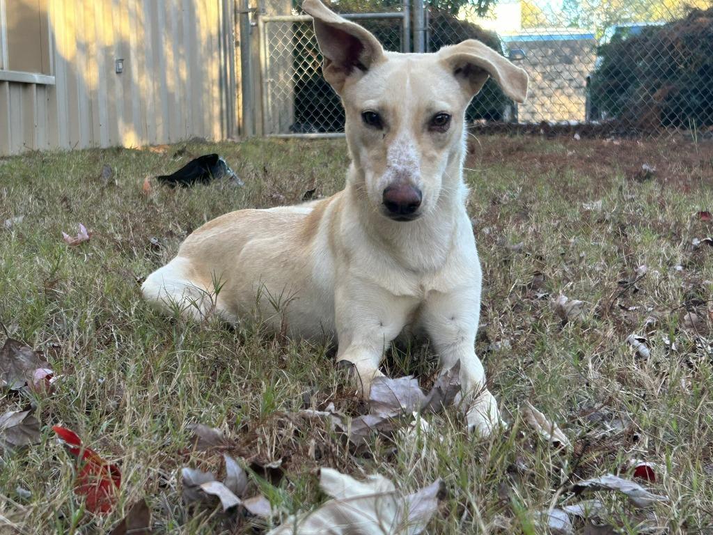 Enlarge Harmony, a Adoptable mixed breed in Nacogdoches, TX image 4/4