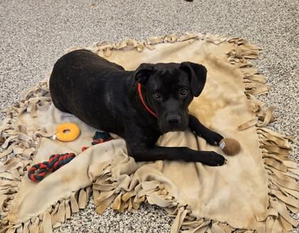 Enlarge Bunny, a Adoptable mixed breed in Detroit, MI image 1/3