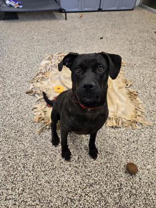 Enlarge Bunny, a Adoptable mixed breed in Detroit, MI image 2/3