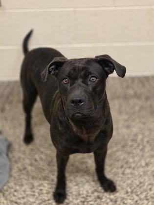 Enlarge Bunny, a Adoptable mixed breed in Detroit, MI image 3/3