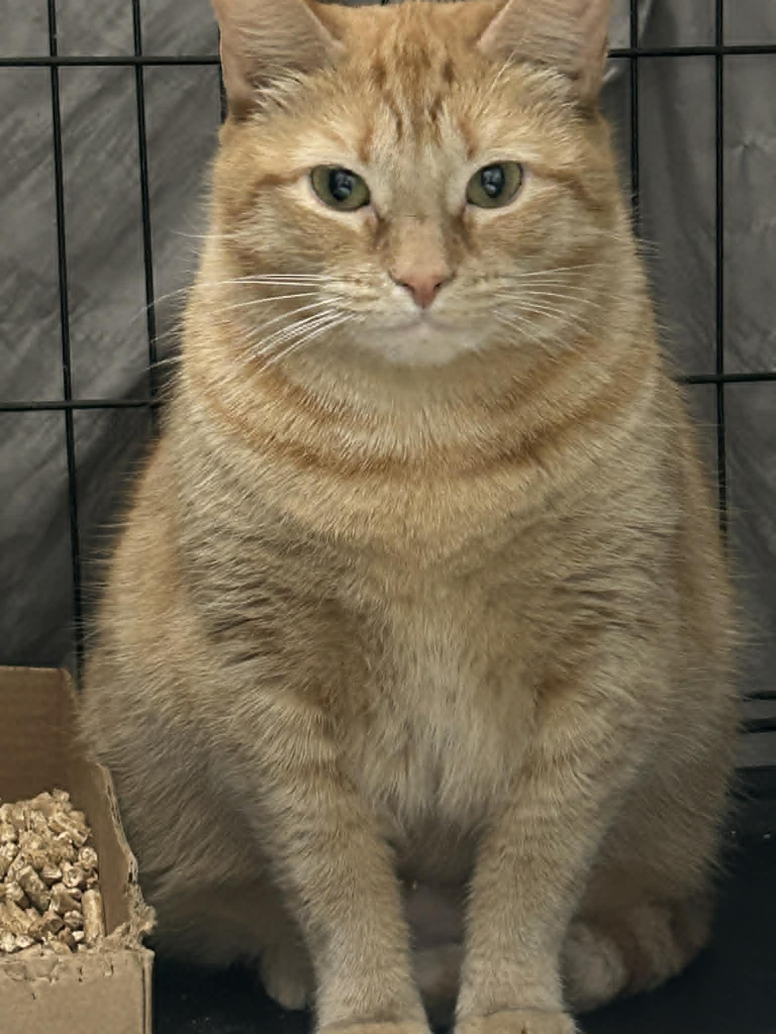 Enlarge Luna, a ADOPTABLE Domestic Short Hair in Westfield, MA image 1/1