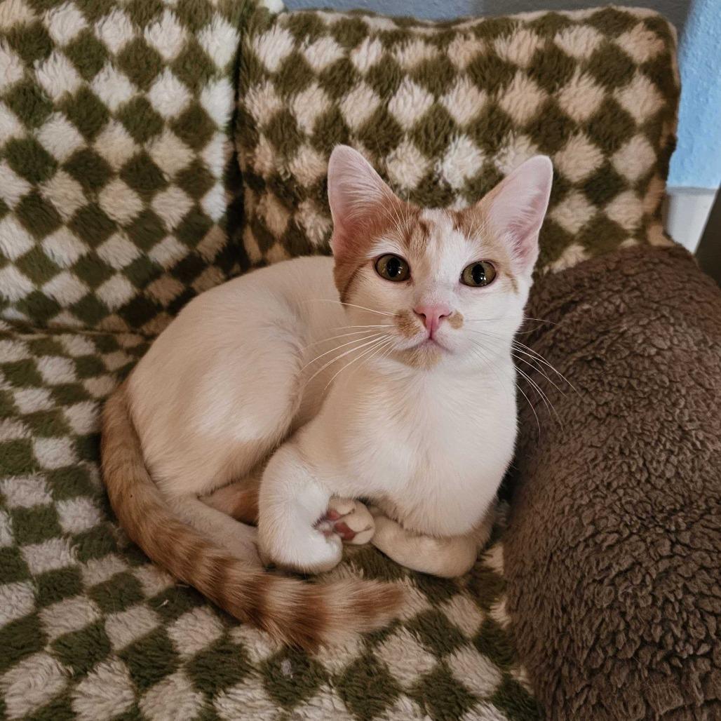 Enlarge Rooney, a Adoptable Domestic Short Hair in Costa Mesa, CA image 1/4