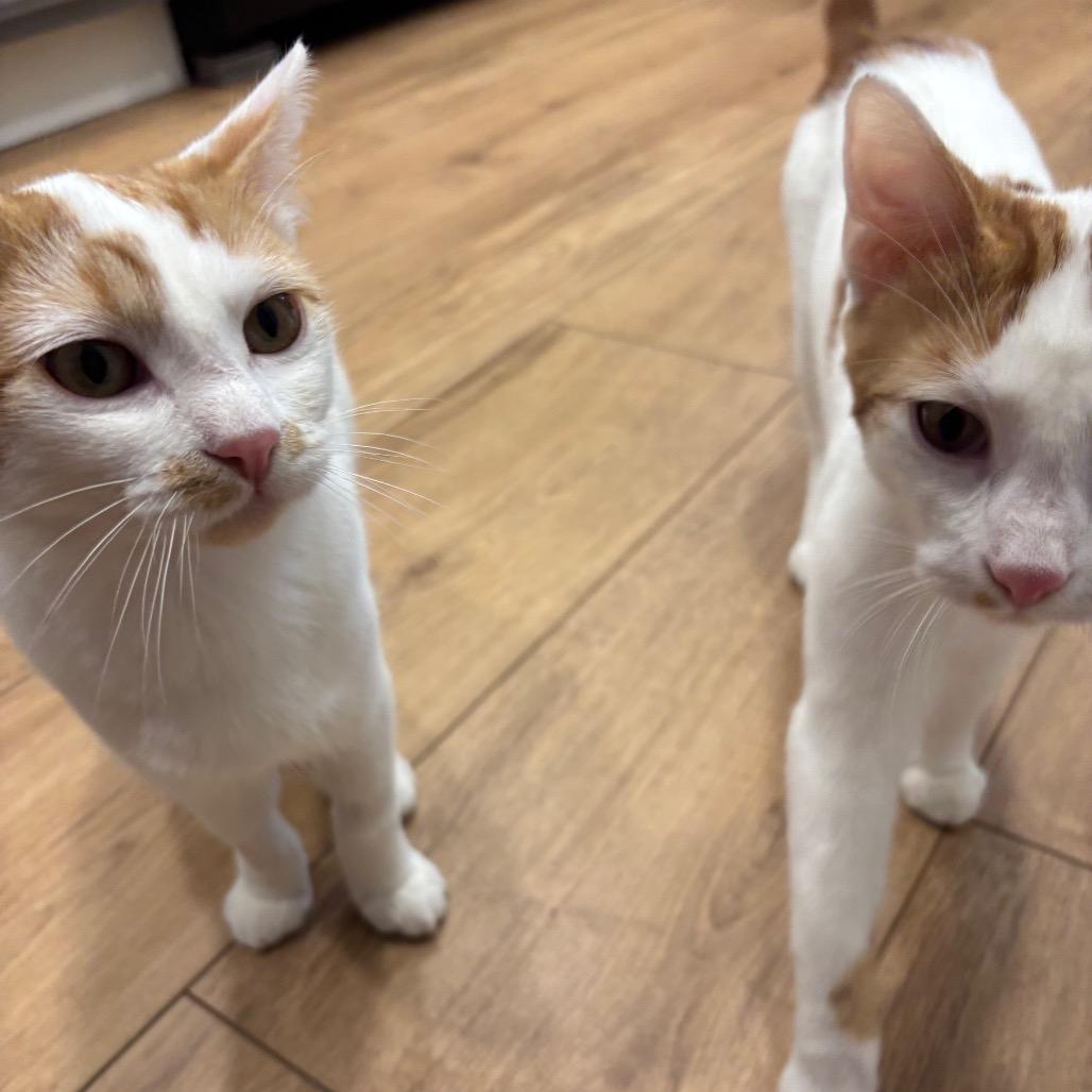 Enlarge Rooney, a Adoptable Domestic Short Hair in Costa Mesa, CA image 2/3