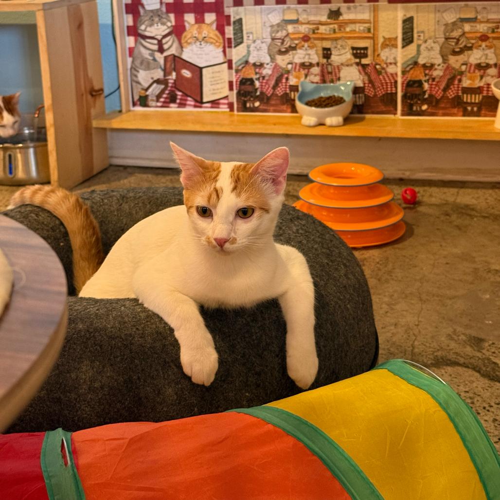 Enlarge Rooney, a Adoptable Domestic Short Hair in Costa Mesa, CA image 3/6
