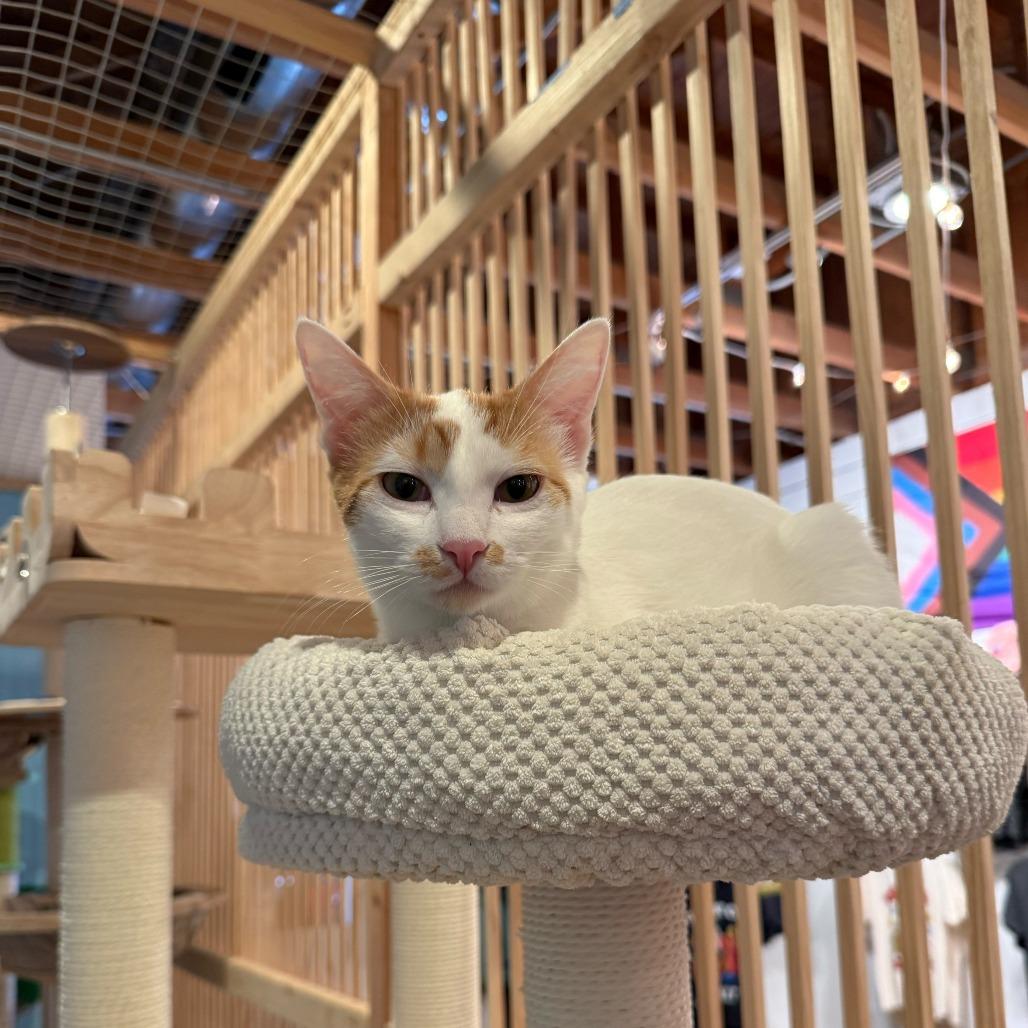Enlarge Rooney, a Adoptable Domestic Short Hair in Costa Mesa, CA image 3/4