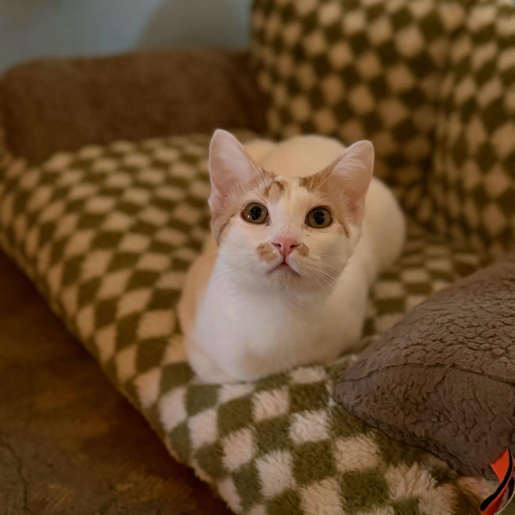 Enlarge Rooney, a Adoptable Domestic Short Hair in Costa Mesa, CA image 4/4