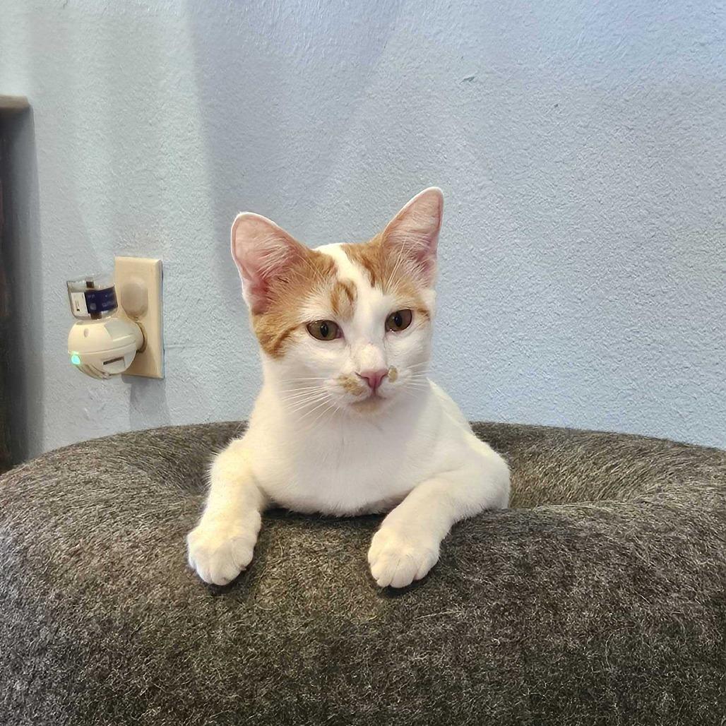 Enlarge Rooney, a Adoptable Domestic Short Hair in Costa Mesa, CA image 5/5