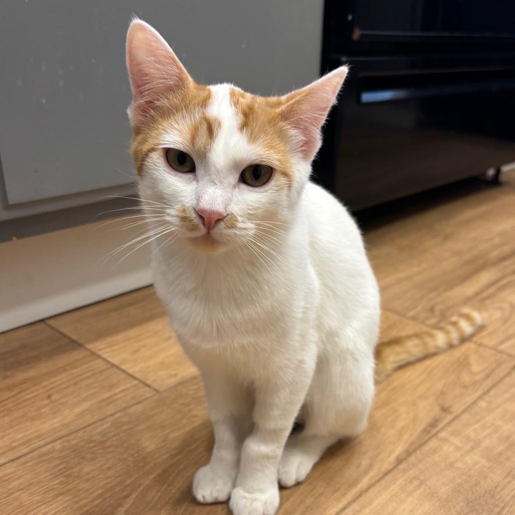 Enlarge Rooney, a Adoptable Domestic Short Hair in Costa Mesa, CA image 3/3