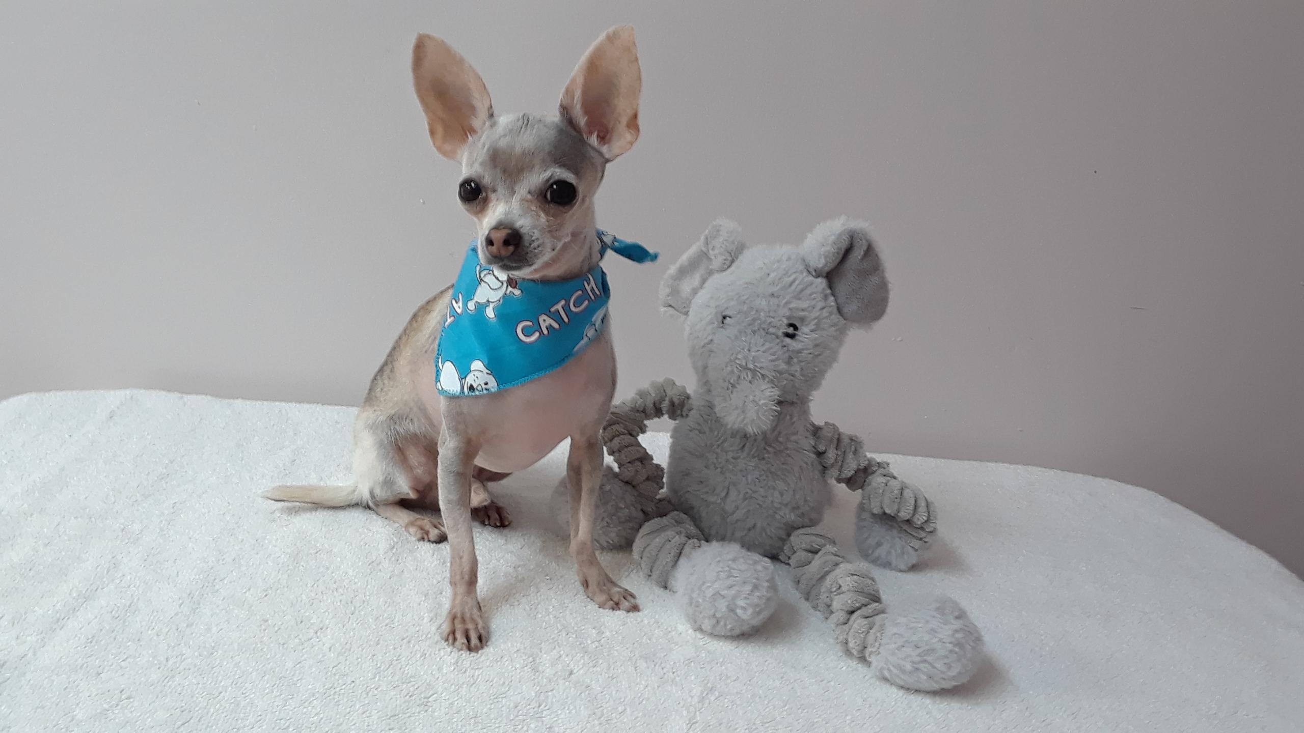 Enlarge LOUIE---Adoption pending, a Adopted Chihuahua in Toronto, ON image 1/1