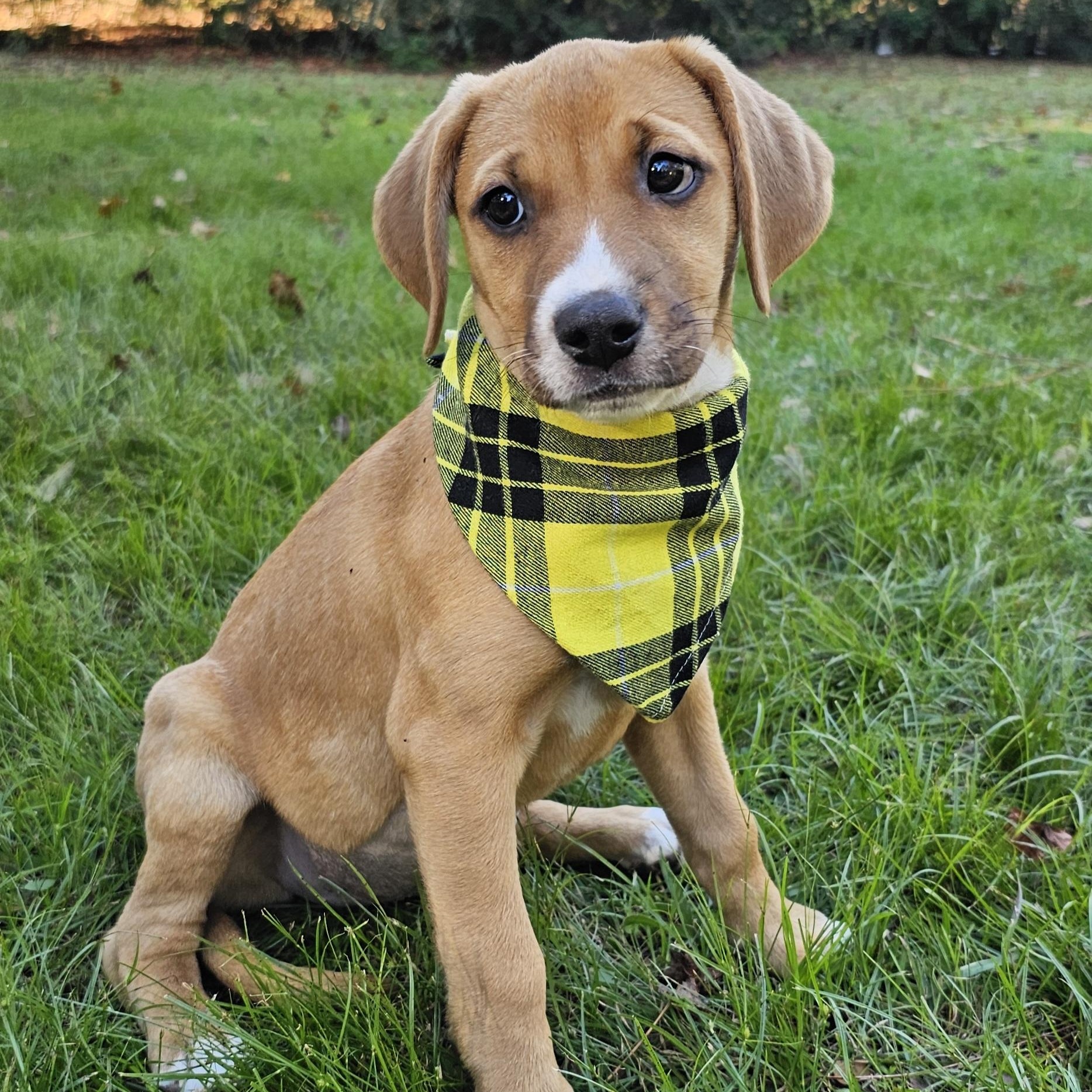 Enlarge Bambi, an adopted mixed breed in Argyle, NY image 2/6
