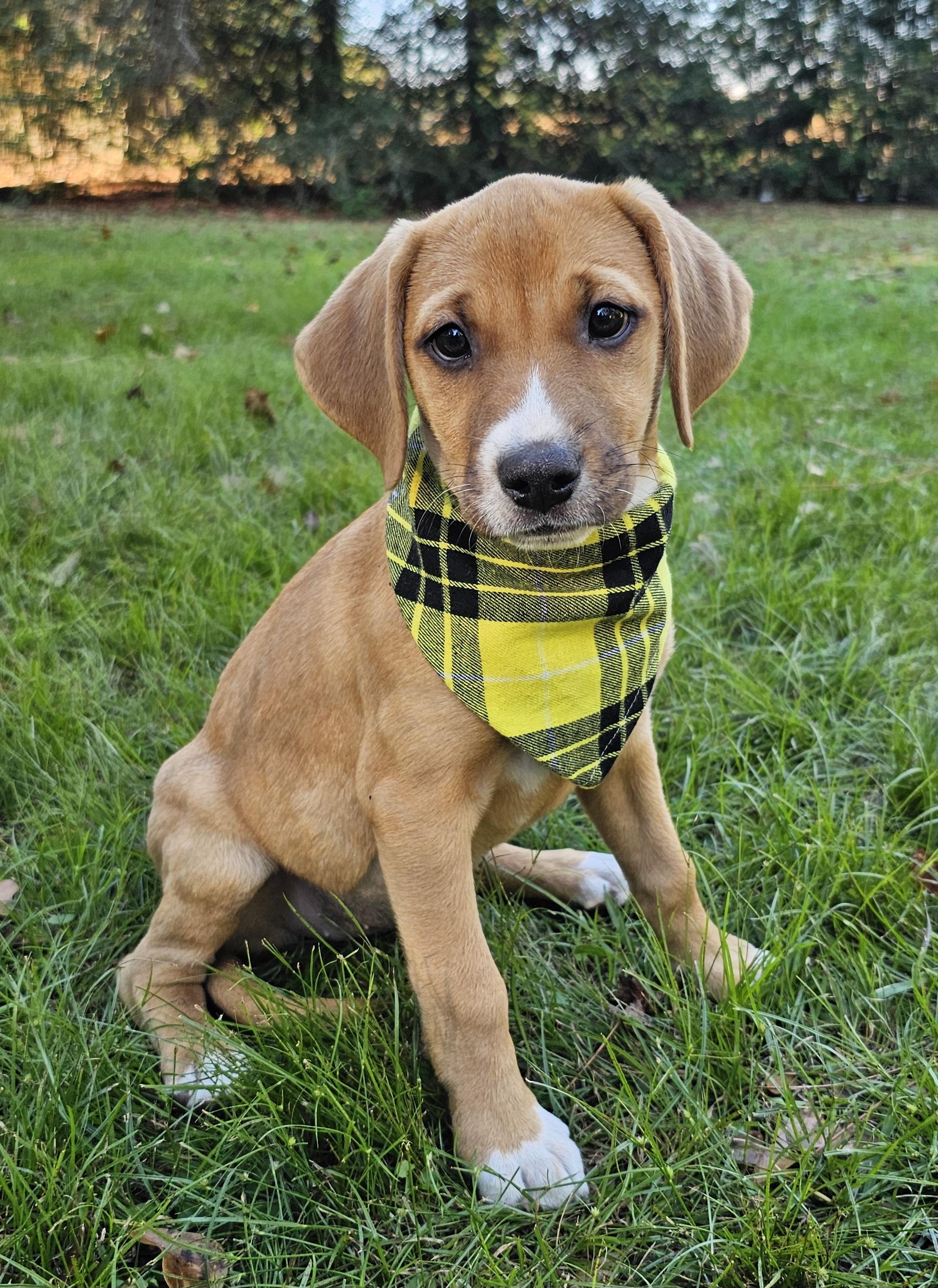 Enlarge Bambi, an adopted mixed breed in Argyle, NY image 5/6