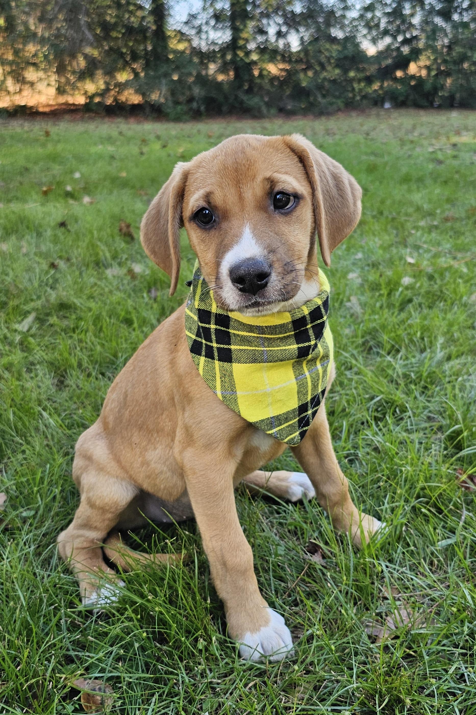 Enlarge Bambi, an adopted mixed breed in Argyle, NY image 3/6
