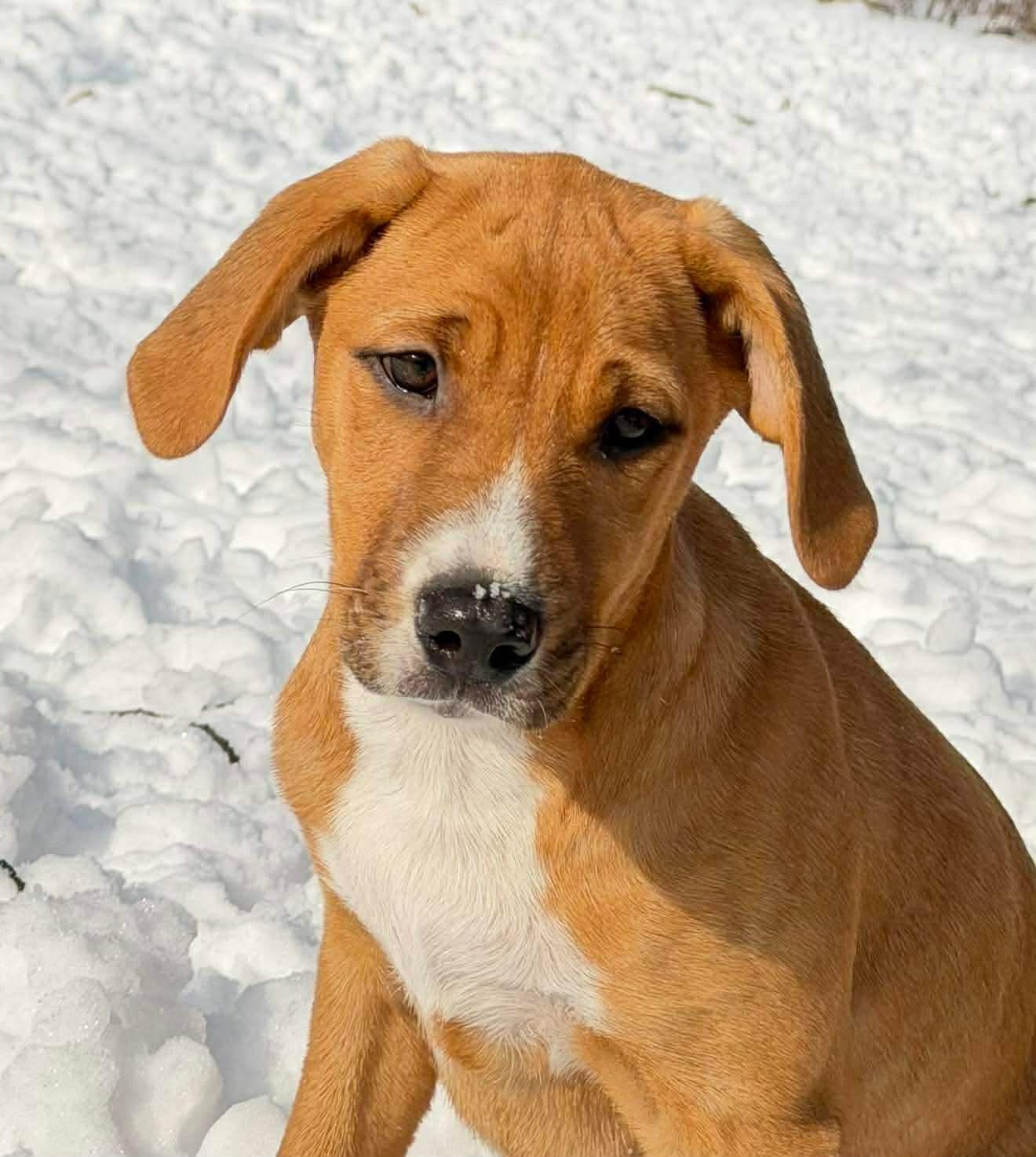 Enlarge Bambi, an adopted mixed breed in Argyle, NY image 1/6