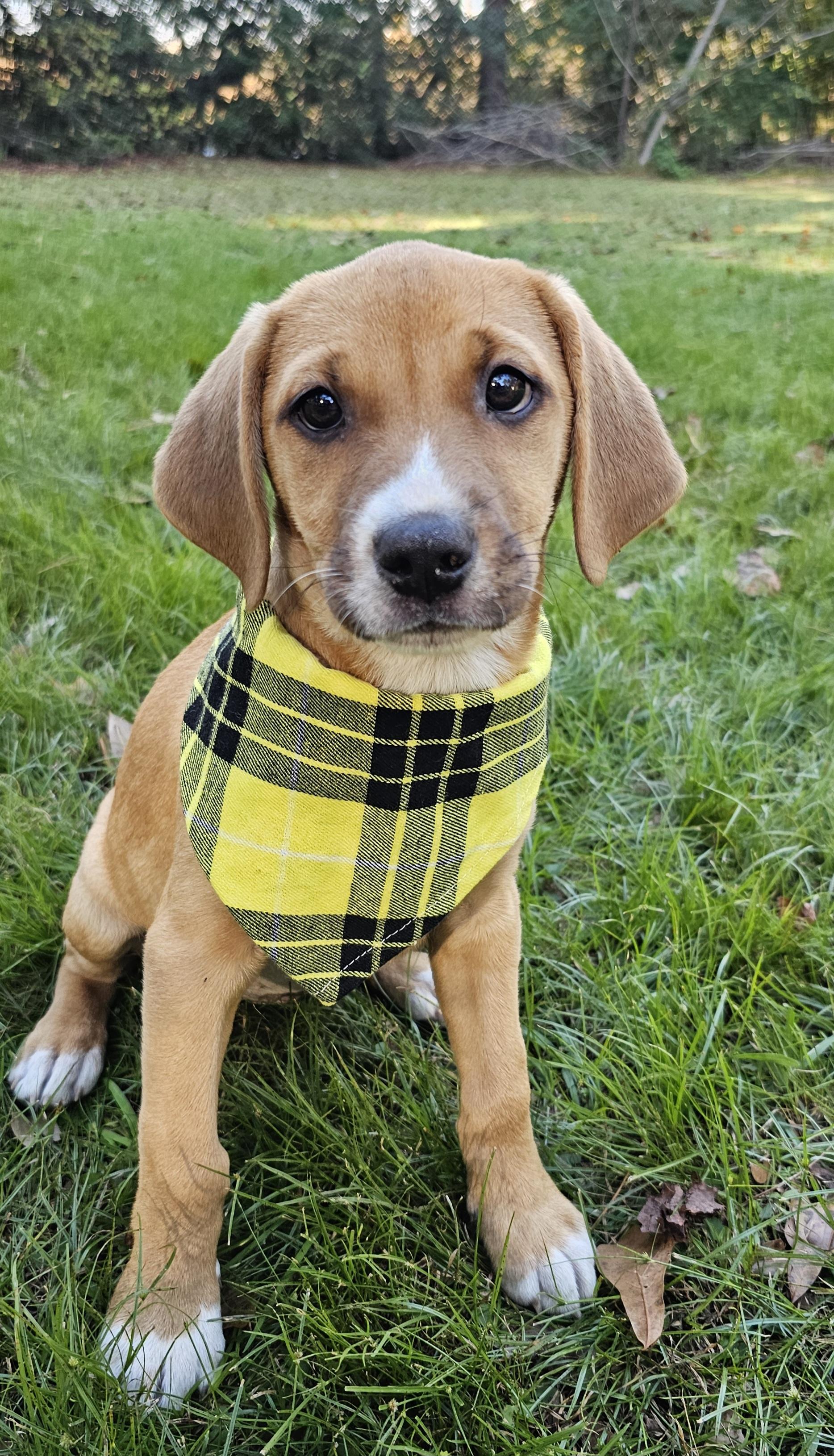 Enlarge Bambi, an adopted mixed breed in Argyle, NY image 6/6