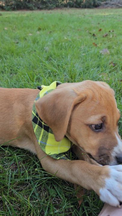 Enlarge Bambi, an adopted mixed breed in Argyle, NY video 4/6