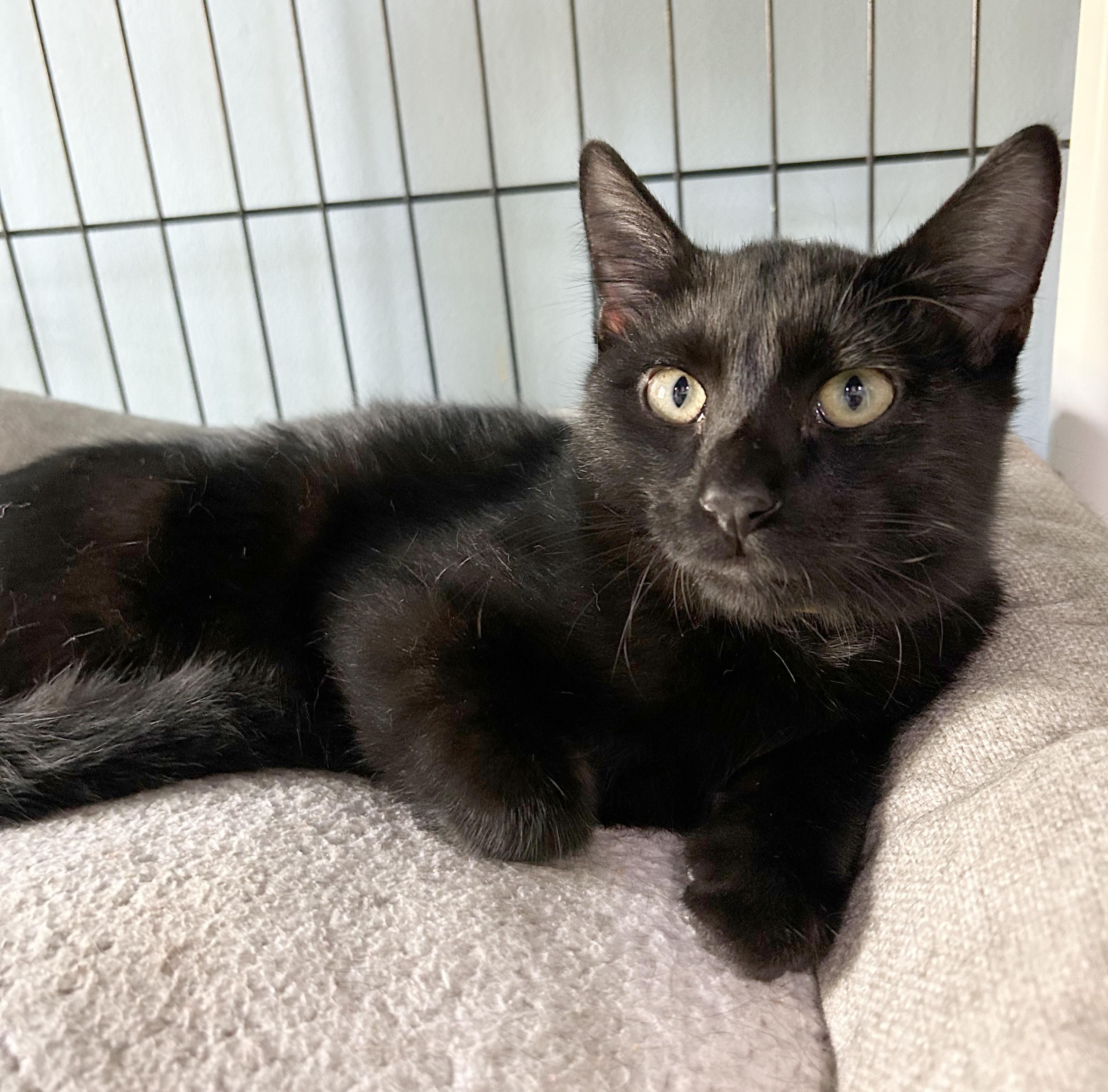 Yahtzee, Adoptable, Kitten Male Domestic Short Hair.