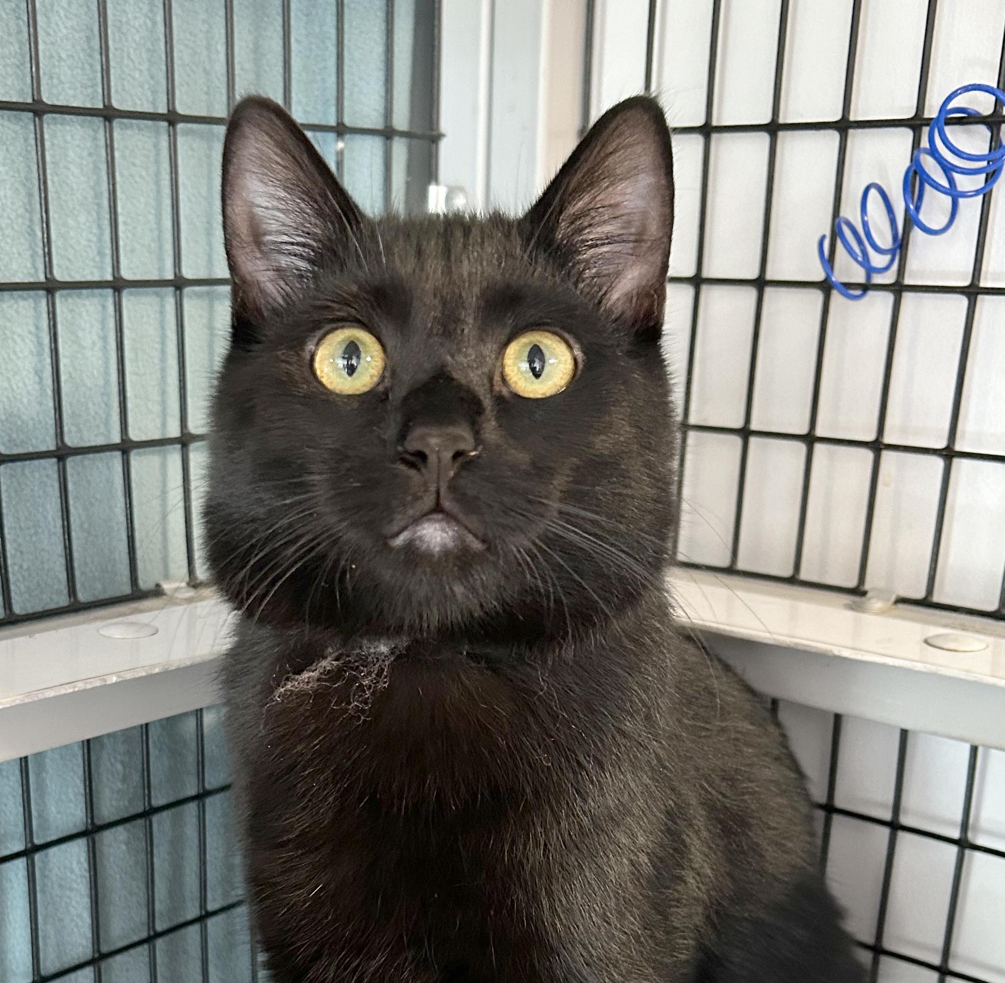 Yahtzee, a Adoptable Domestic Short Hair in Parkville, MO image 1/6