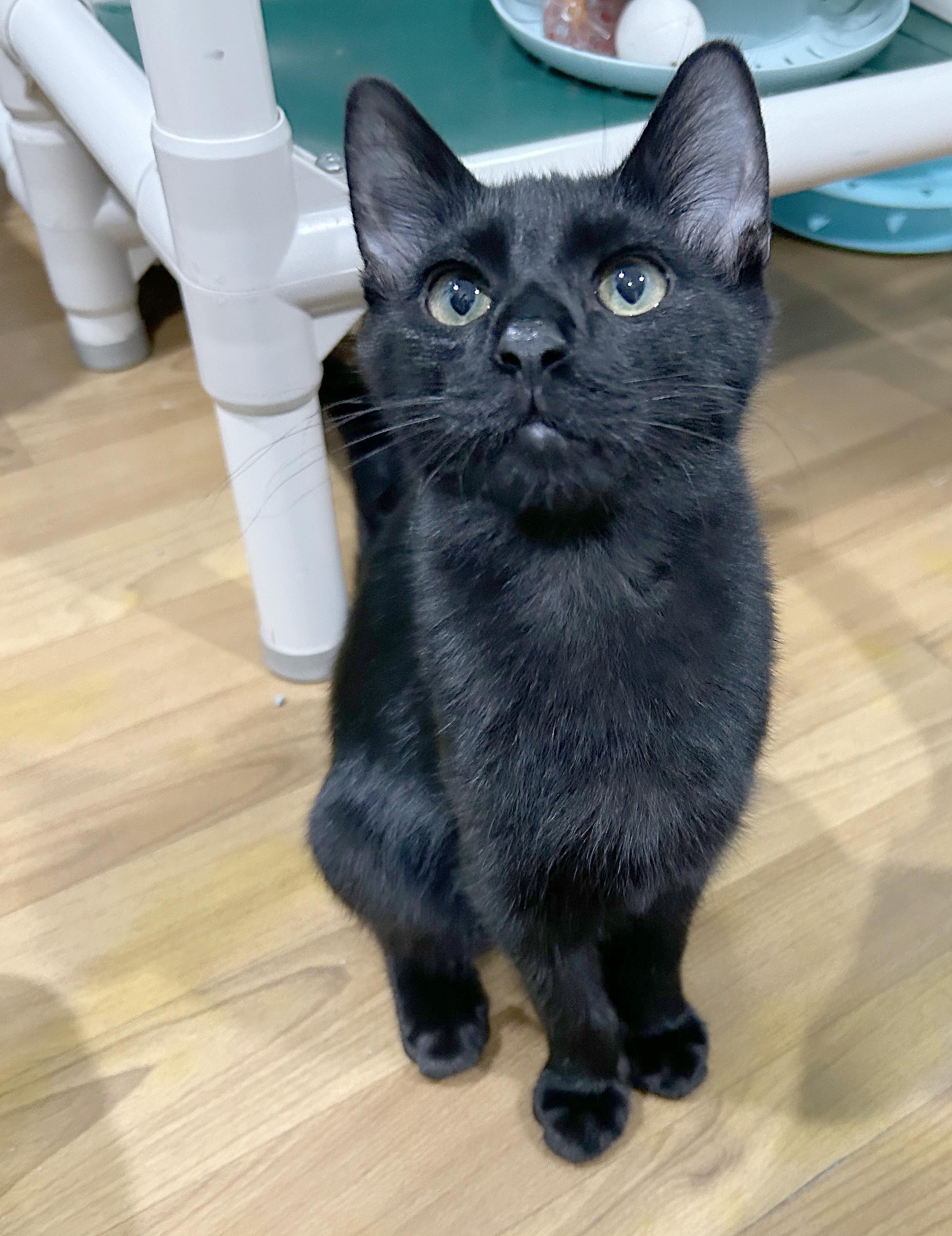 Yahtzee, a Adoptable Domestic Short Hair in Parkville, MO image 5/6