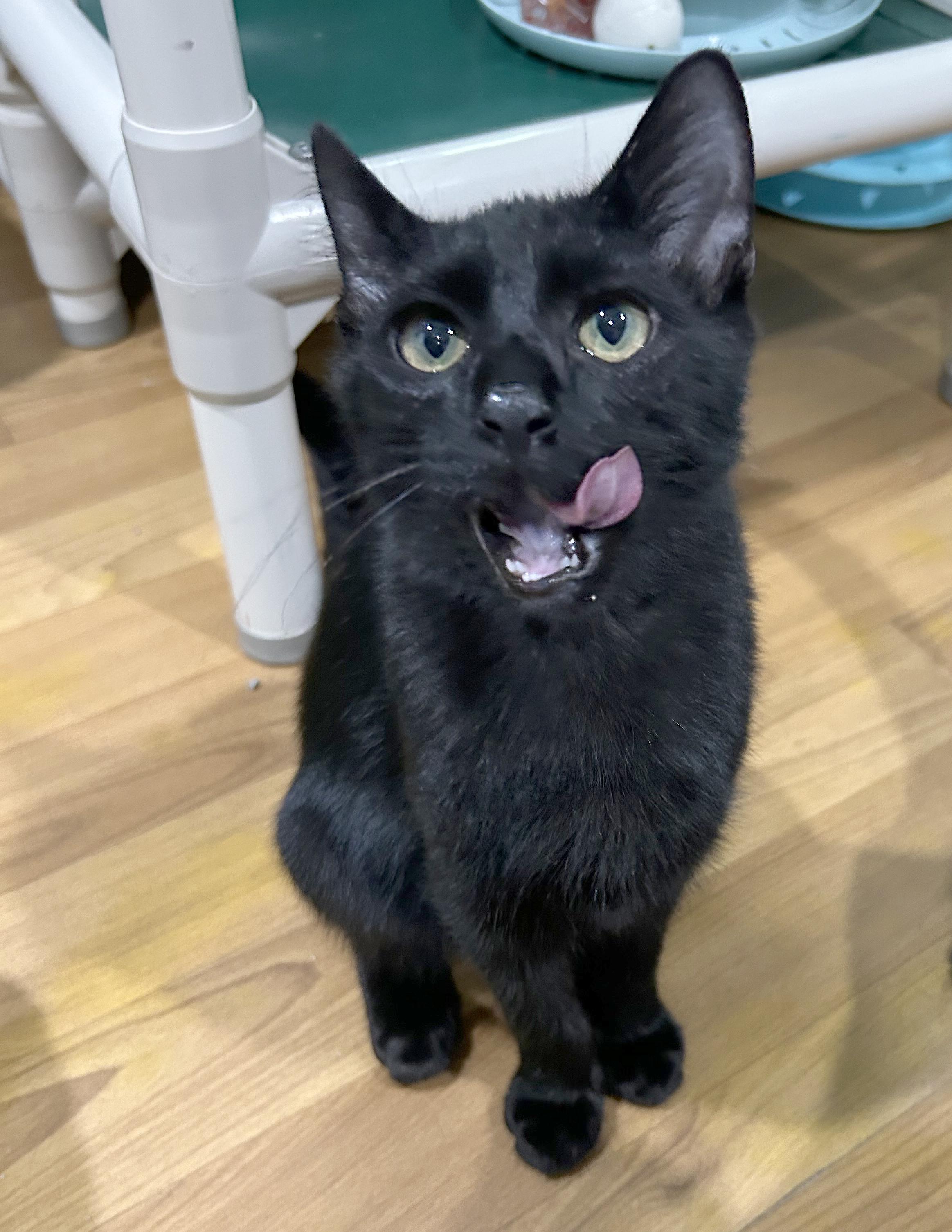 Yahtzee, a Adoptable Domestic Short Hair in Parkville, MO image 3/6