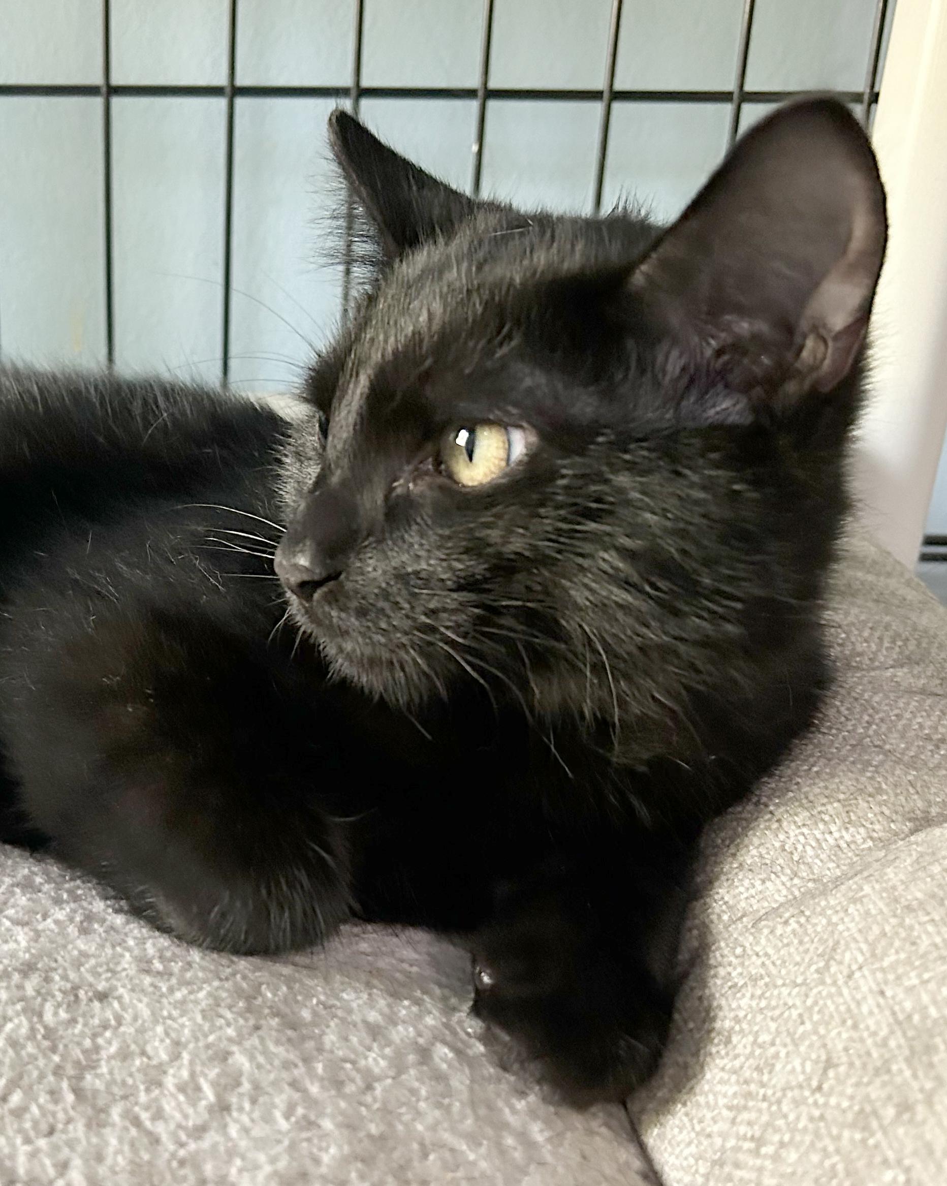 Yahtzee, a Adoptable Domestic Short Hair in Parkville, MO image 4/6