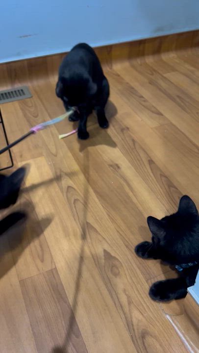 Enlarge Yahtzee, a Adoptable Domestic Short Hair in Parkville, MO video 6/6