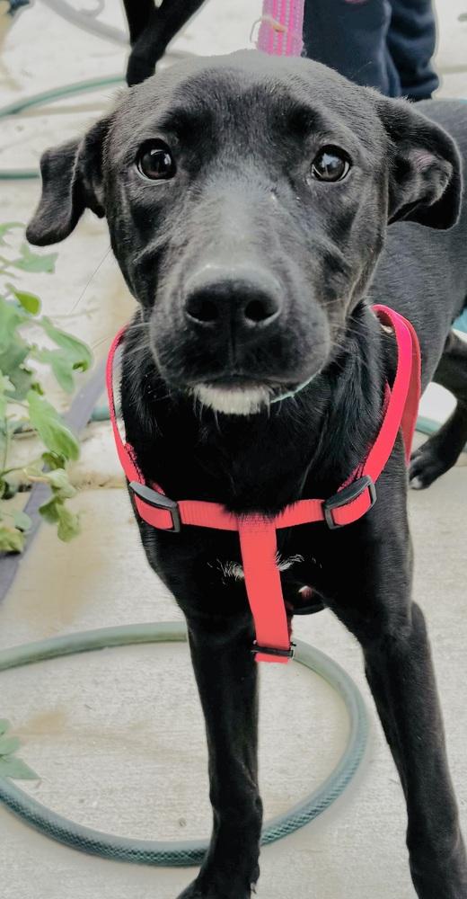Raven, Adoptable, Young Female Terrier.