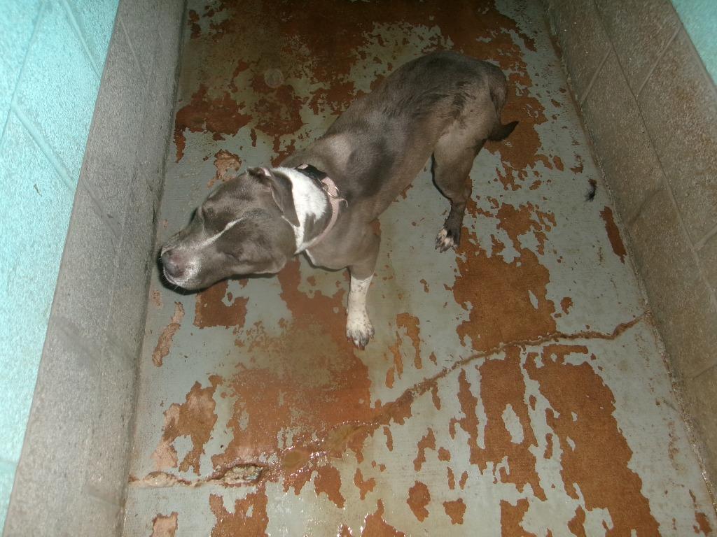 Babe, Adoptable, Young Female Pit Bull Terrier.