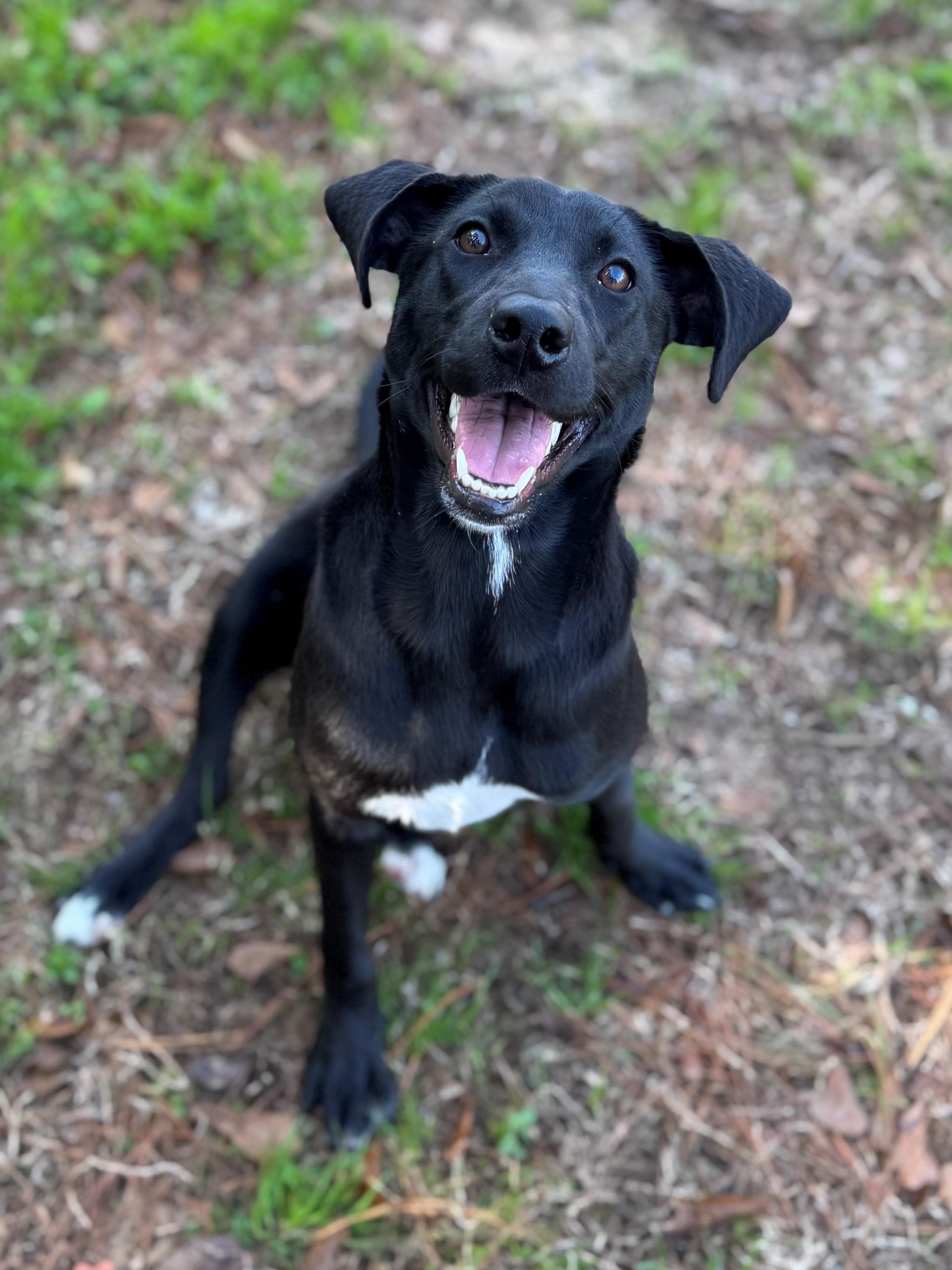 Allie, ADOPTABLE, Young Female Labrador Retriever.